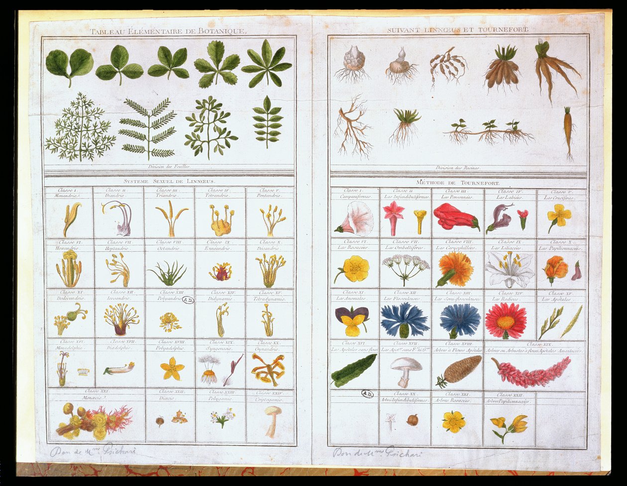Botanical table after Carl von Linne and Joseph Pitton de Tournefort, late 18th century by French School