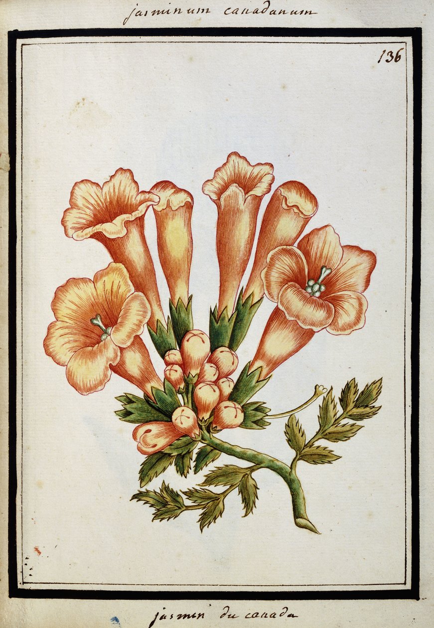 Canadian Jasmine, c.1700 by French School