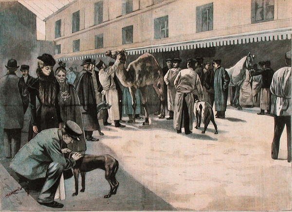 Caring for a camel at the Ecole Nationale Veterinaire d