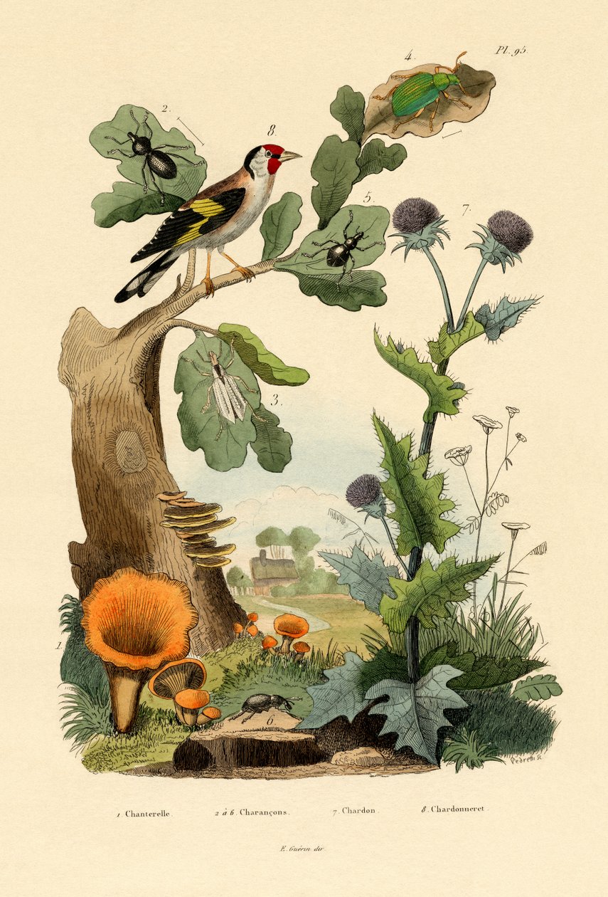 Chanterelle by French School