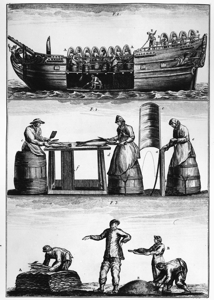 Cod fishing: loading, slicing and salting fish - in 