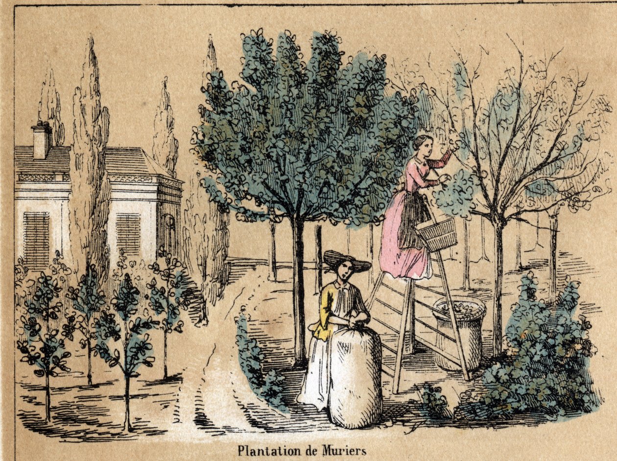 Description of the crop and silk products: planting mulberries. Plate 