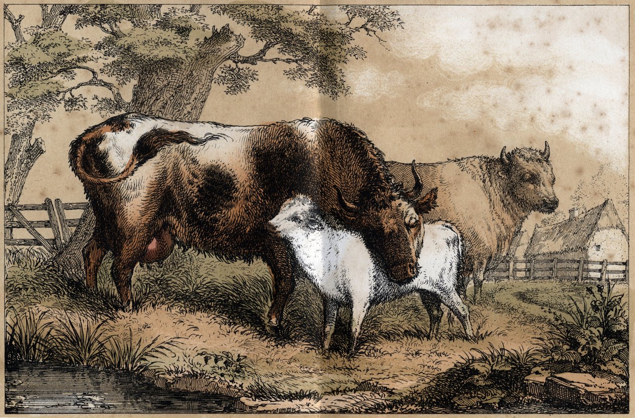 Description of the various products and uses of the cow: cow, calf in a meadow. Plate 