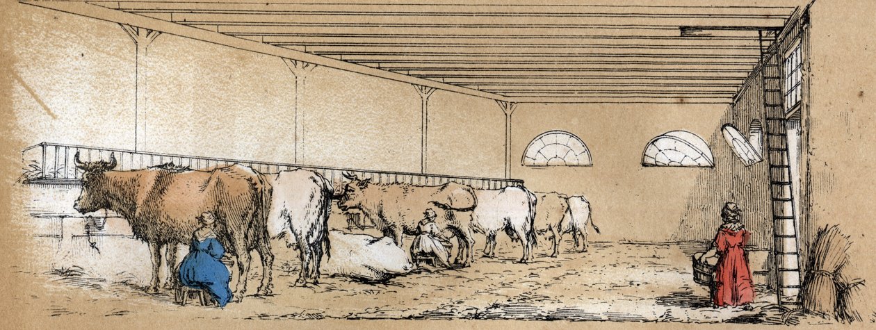 Description of the various products and uses of the cow: milking and production of cow