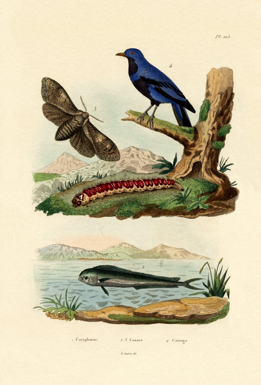 Dolphinfish by French School