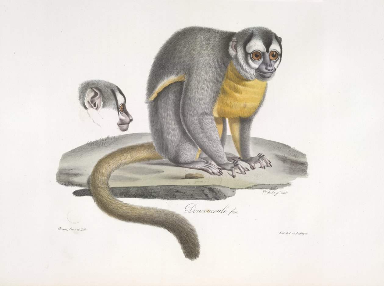 Douroucouli or night monkey - Aotus trivirgatus, from Histoire Naturelle des Mammifères (colour litho) by French School