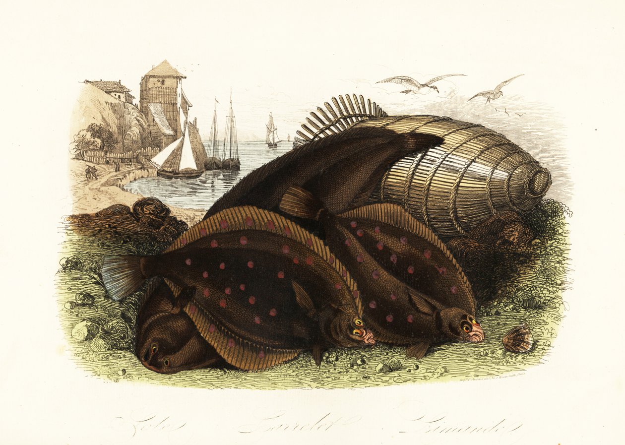 Dover Sole, European Plaice, and Common Dab on a Beach with a Fish Trap by French School