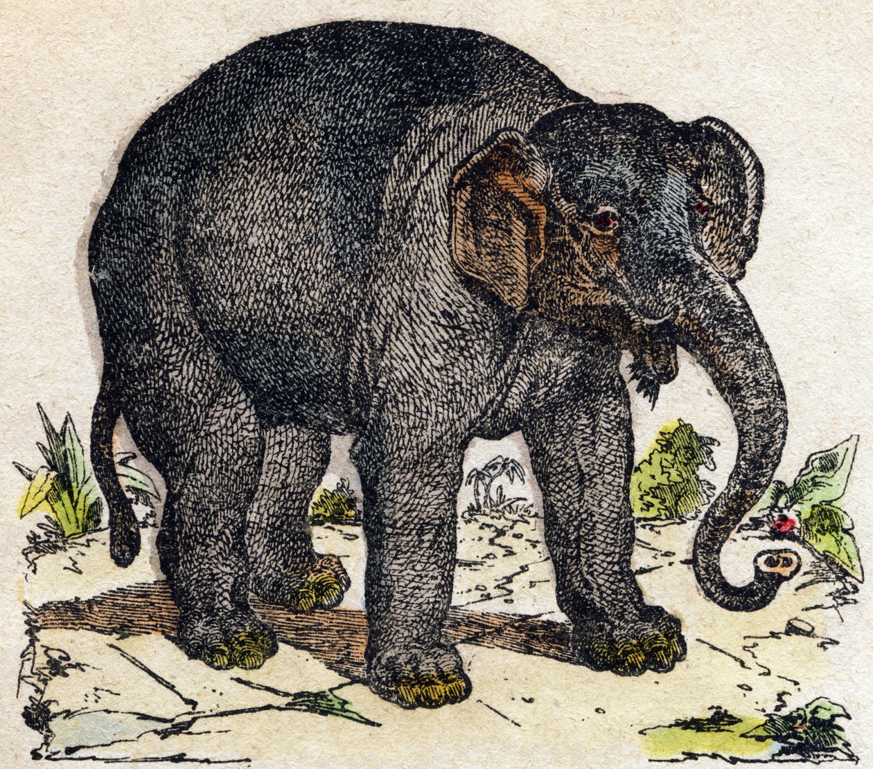 Elephant. Engraving in 