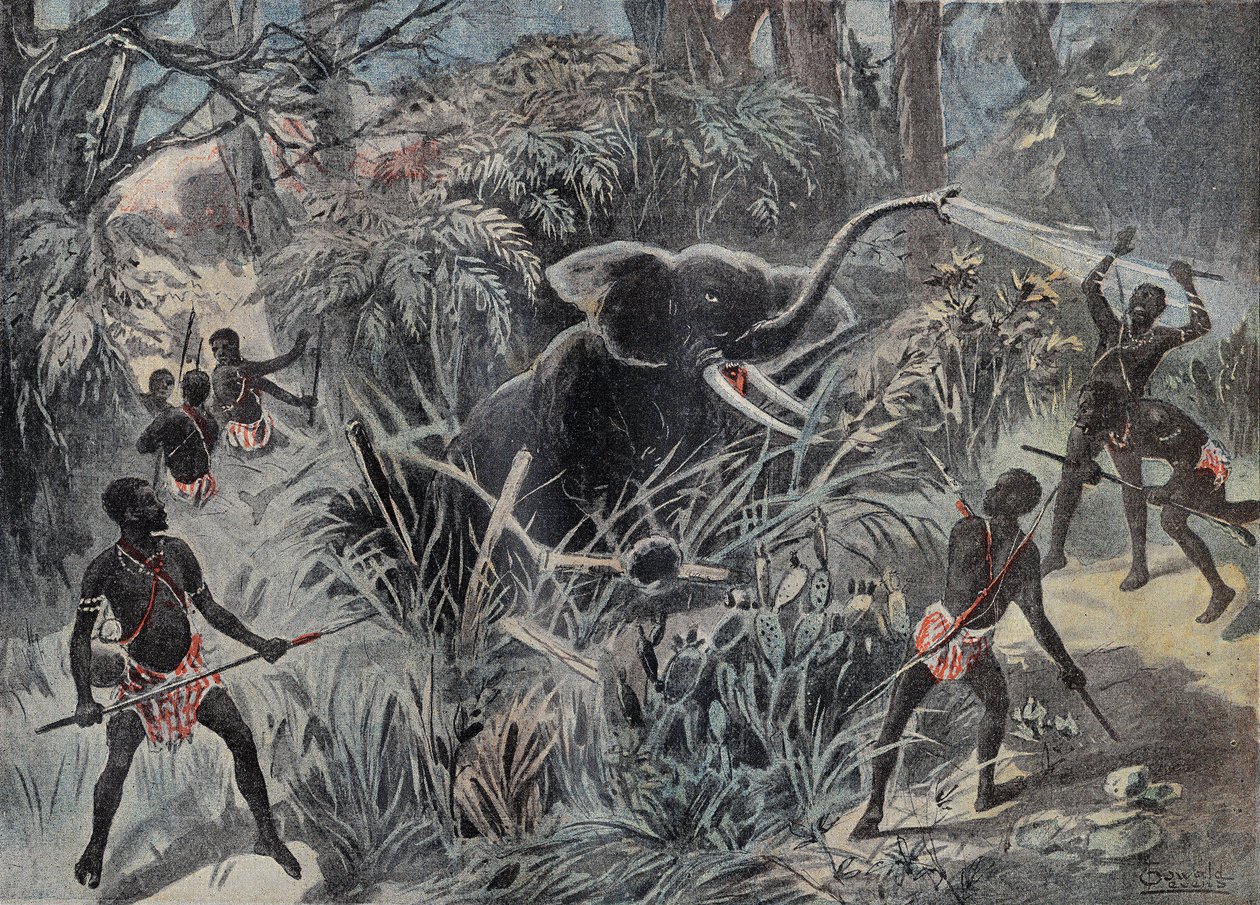 Elephant hunting in Africa. The elephant falls into a pit before being finished with arrows. Engraving in Le Pelerin 22/01/1899. by French School