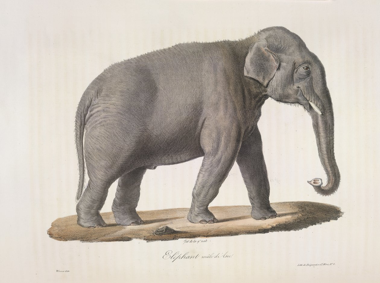 Asian Elephant, from 