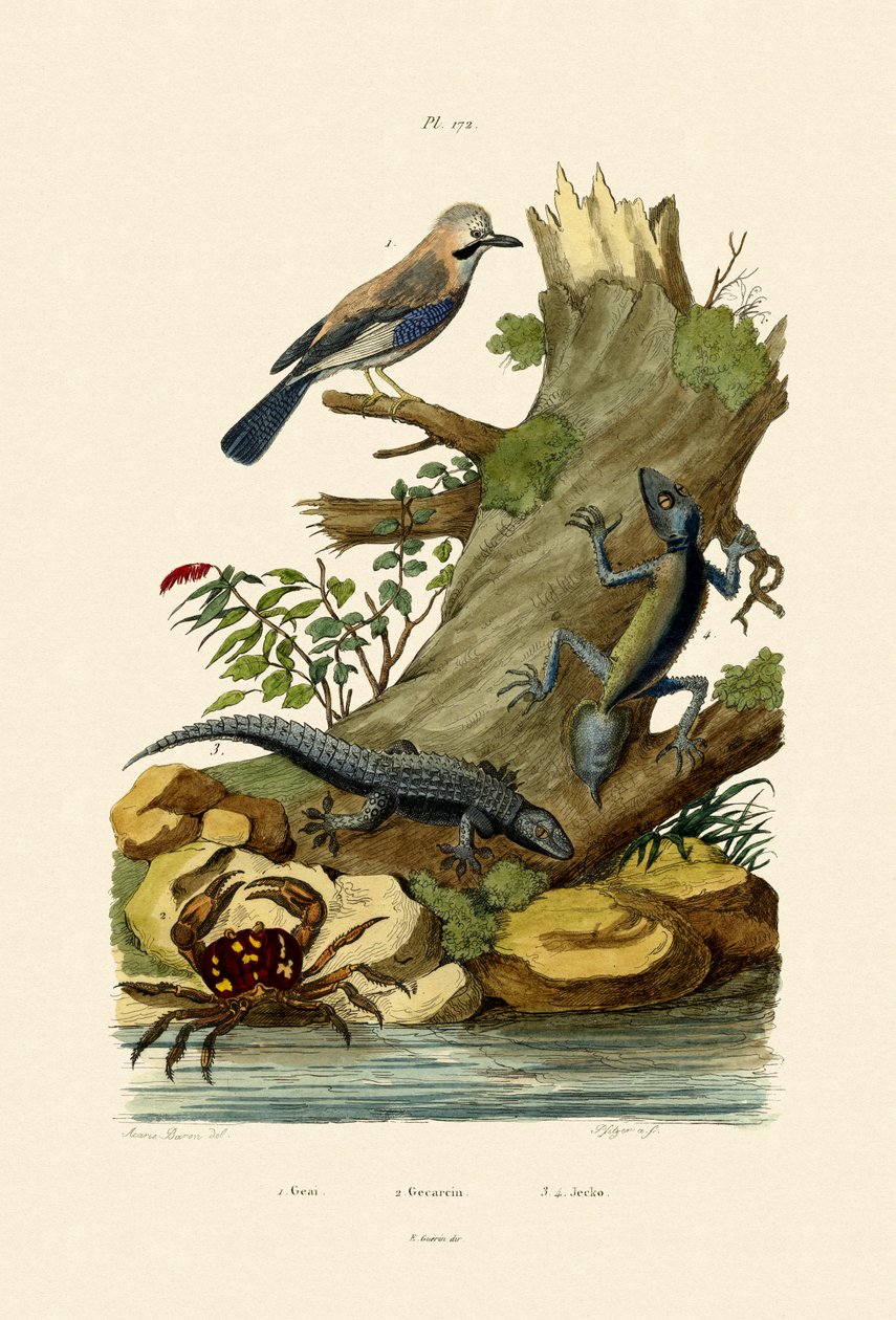 Eurasian Jay by French School