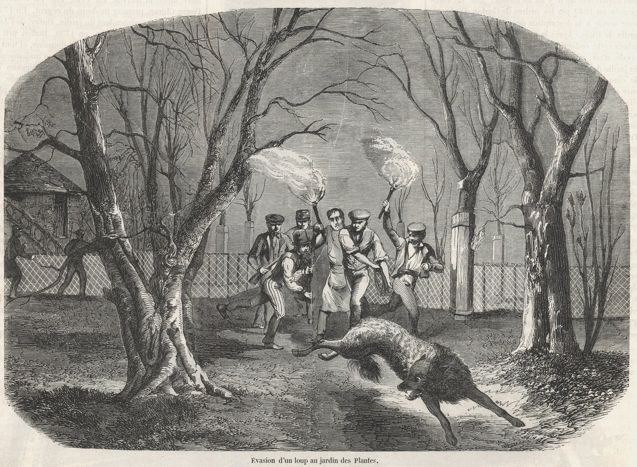 Evasion of a wolf at the Jardin des Plantes in Paris - Engraving in 