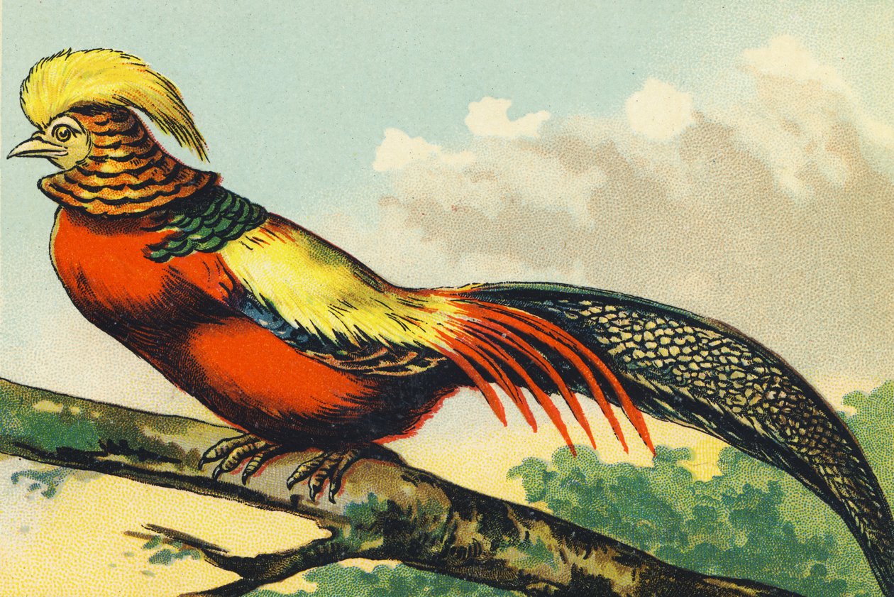 F as a Pheasant by French School