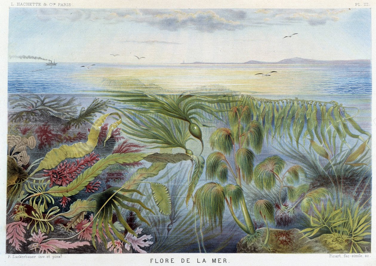 Flora of the Sea - in Le Monde de la Mer by Alfred Fredol by French School
