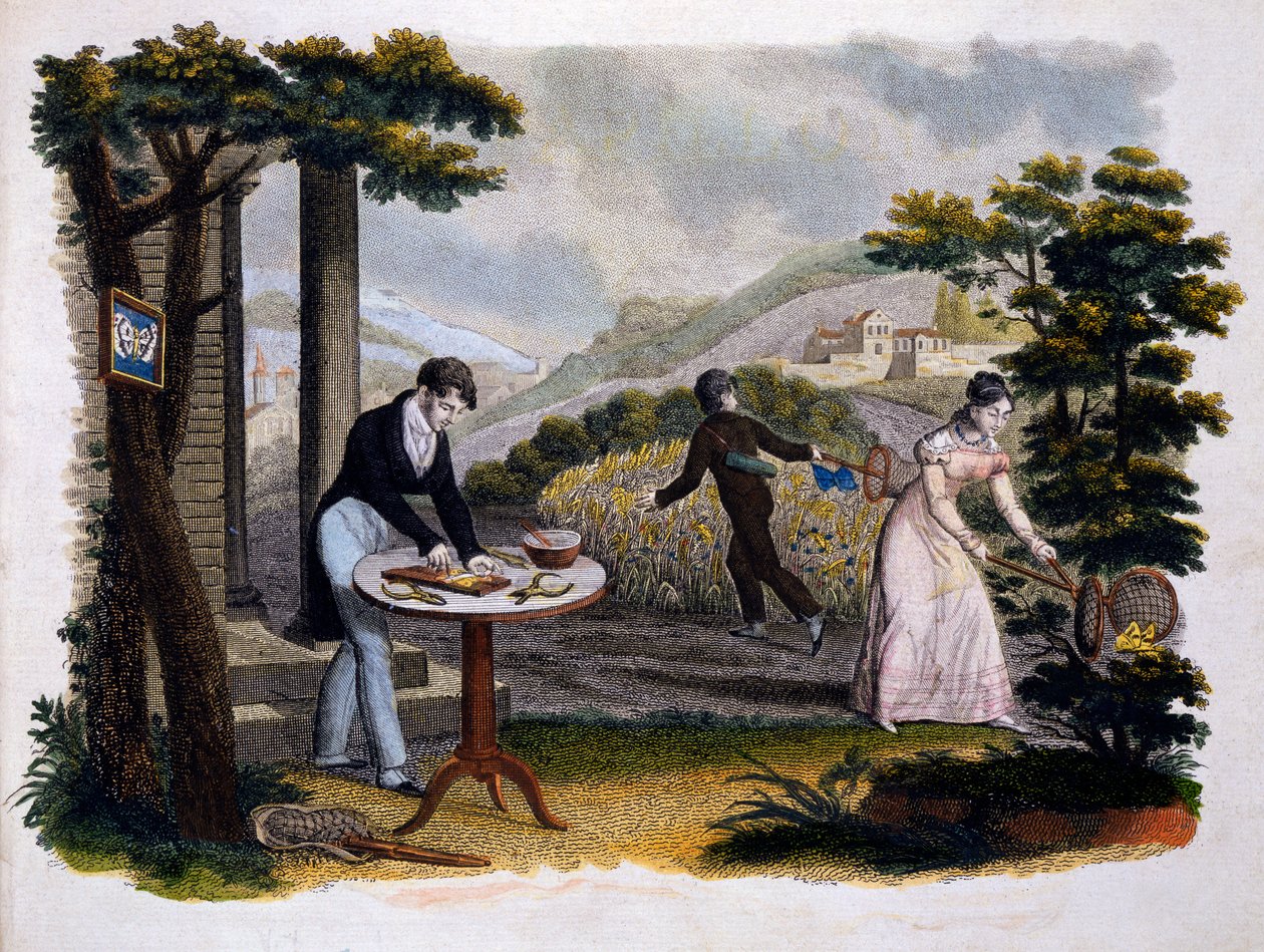 Frontispiece from Les Papillons... by Eugene Balland, published by P. Blanchard, Lecerf, Paris by French School