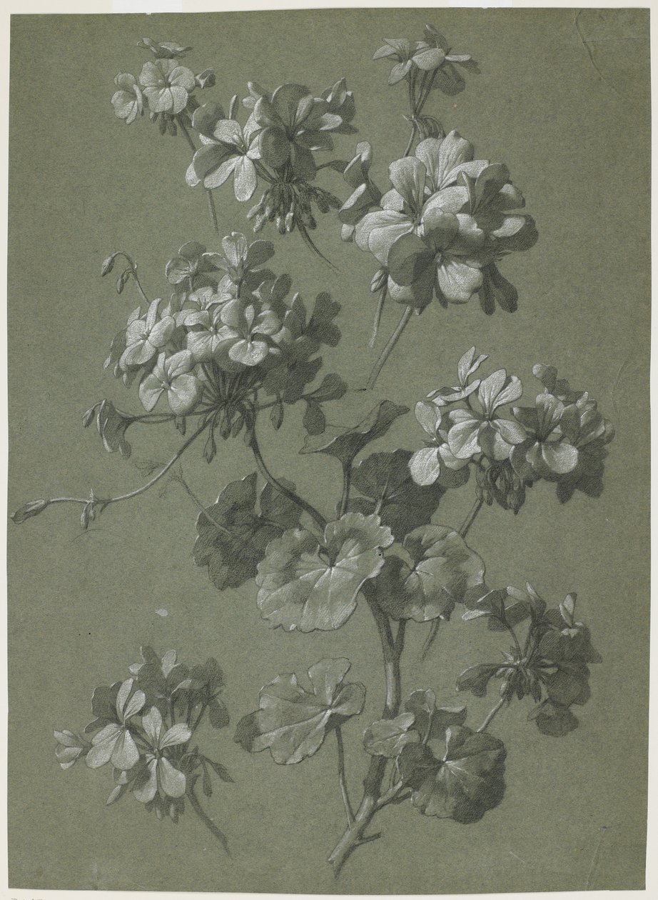 Geranium (Pelargonium sp.), c.1800 by French School