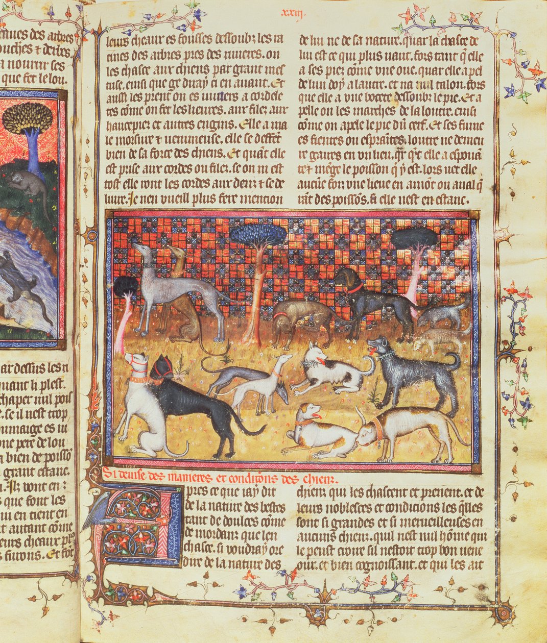 Hunting Dogs by Gaston III, Comte de Foix Phebus le Chasseur (1331-91), from Livre de la Chasse, 1387-89 by French School