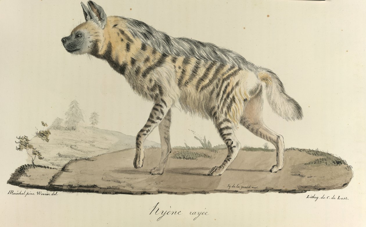 Striped Hyena, from 