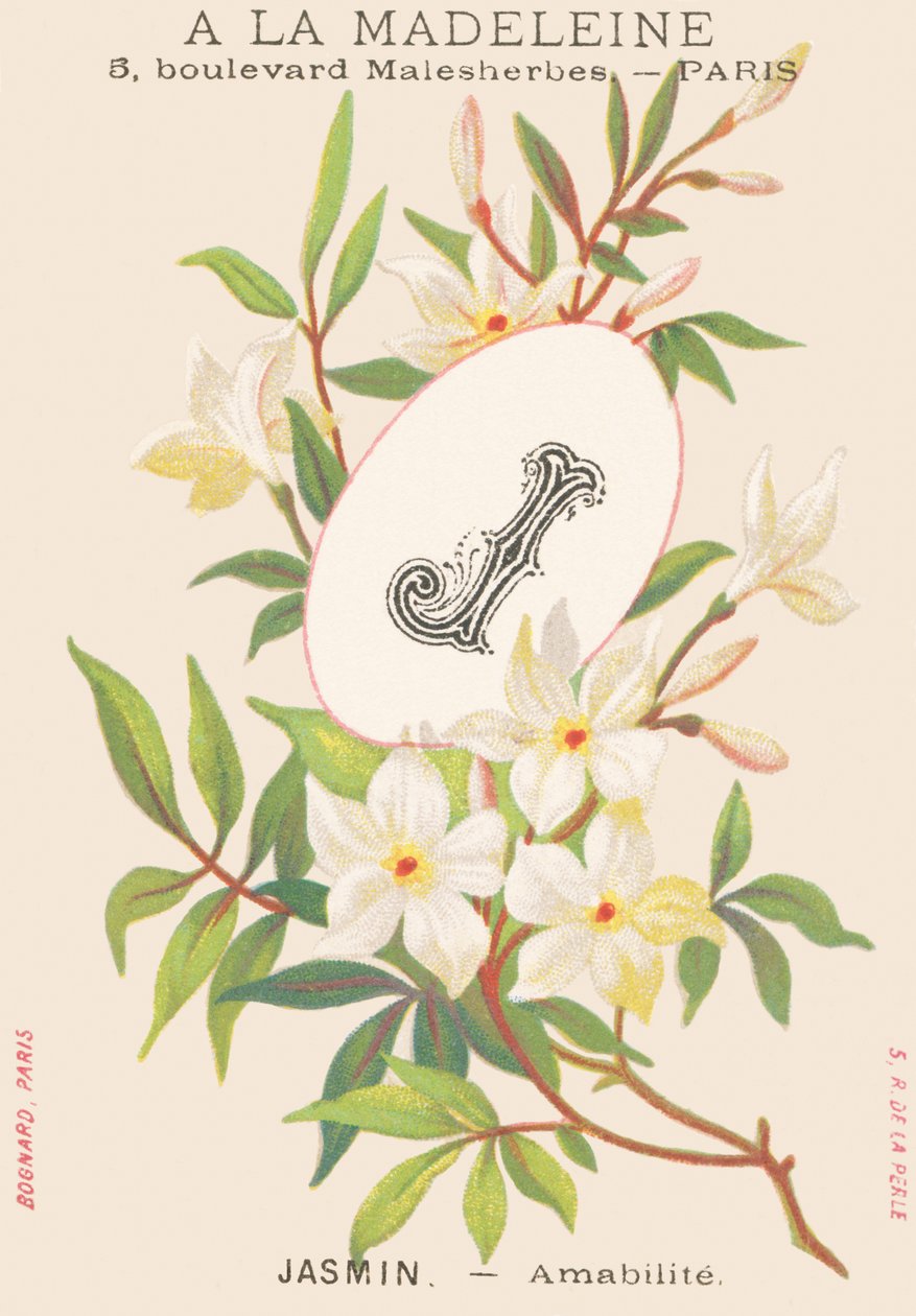 Jasmine — Amabilite by French School