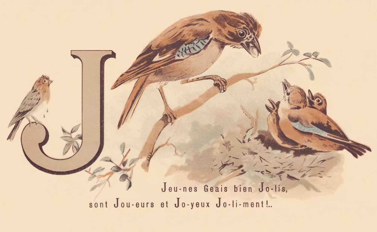 Young Jays Pretty are Players and Happy Jolily! by French School