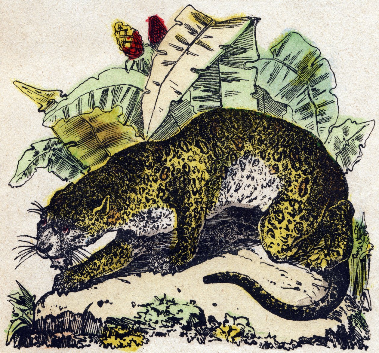 Jaguar. Engraving in 