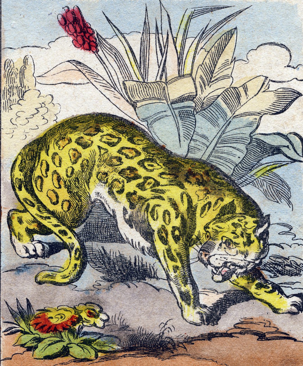 Jaguar (Engraving in "Buffon Alphabet des Animaux") by French School