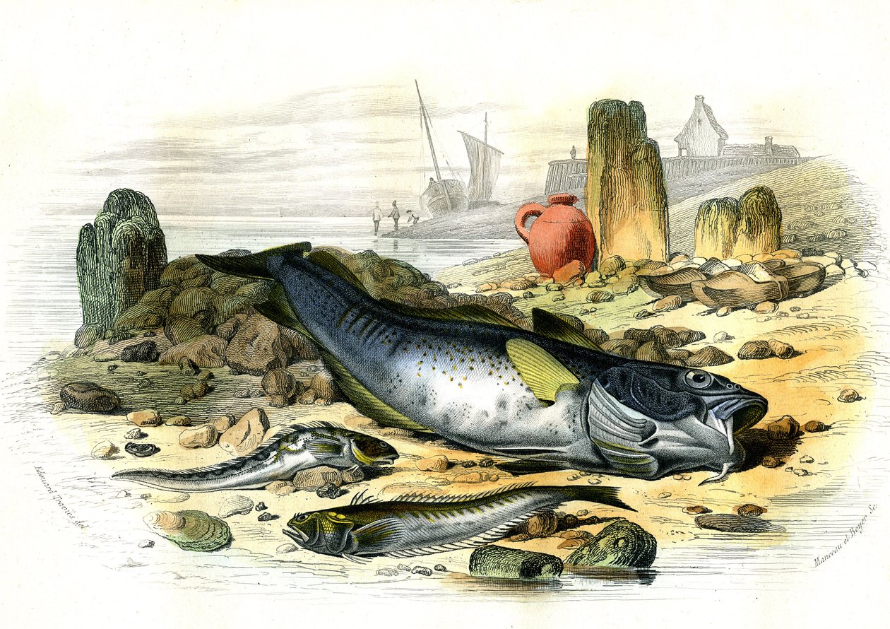 La Blennie Ovipare (Blennius viviparus), en bas la trachine vive et le gad cod - Plate Extracted from Histoire Naturelle by Bernard Germain de Lacepede by French School