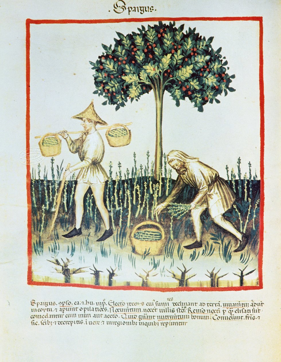 Asparagus Pickers from Tacuinum sanitatis, by Ibn Butlân by French School