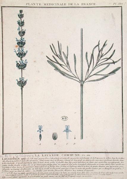 Lavender Spike, plate from 