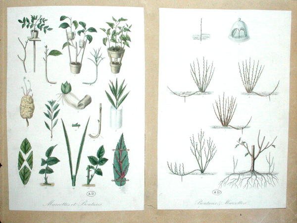 Layers and Cuttings by French School