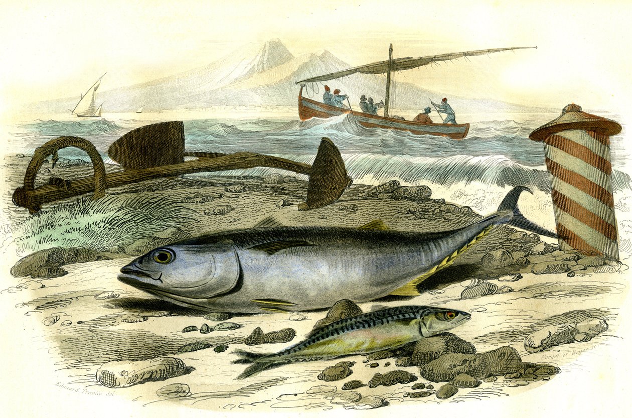 The tuna (Scomber Thynnus), the mackerel (Scomber Scombrus) - Plate extracted from Natural History by Bernard Germain de Lacepede, edition P. Furme, Paris by French School