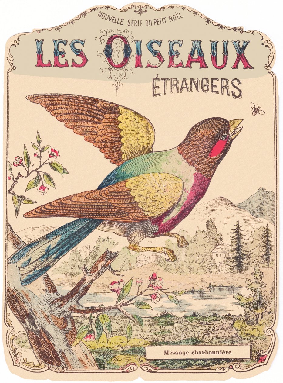 Foreign Birds: album cover. Charbonniere tit, late 19th century by French School