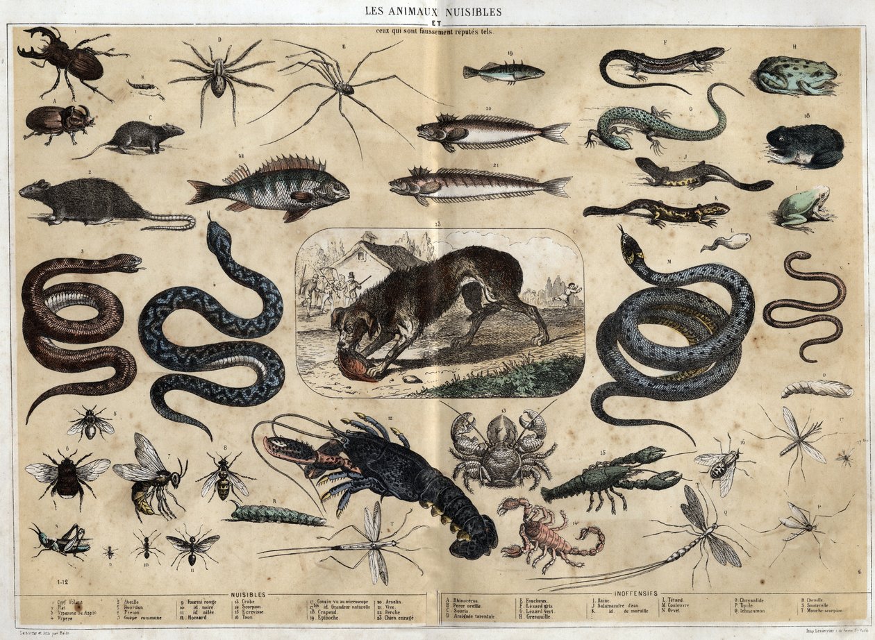 Les animaux nuisibles. Engraving of 1860 in 