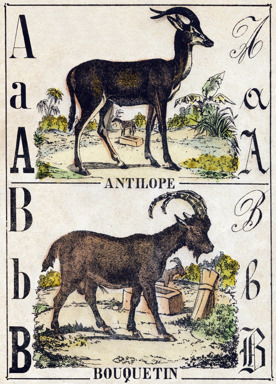 Letter A Antelope; B Ibex. Engraving in 