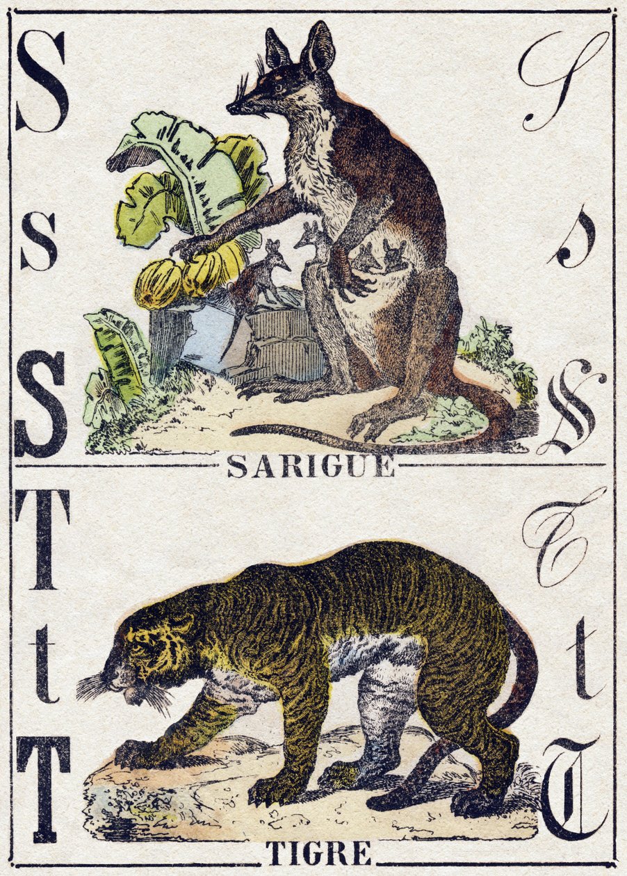 Letter S Sarigue (Opossum); T Tiger. Engraving in 