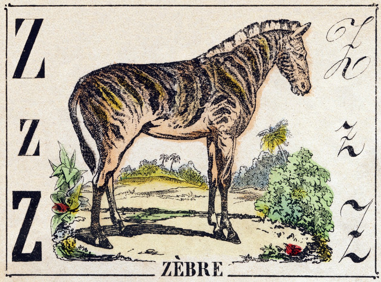 Letter Z Zebra. Engraving in 