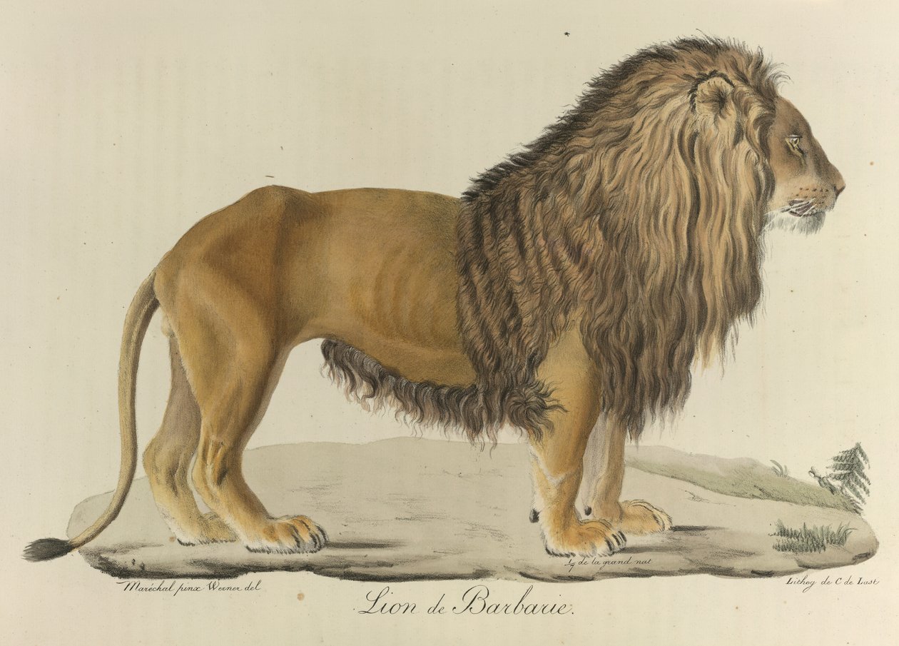 Barbary Lion, from Histoire Naturelle des Mammifères by French School