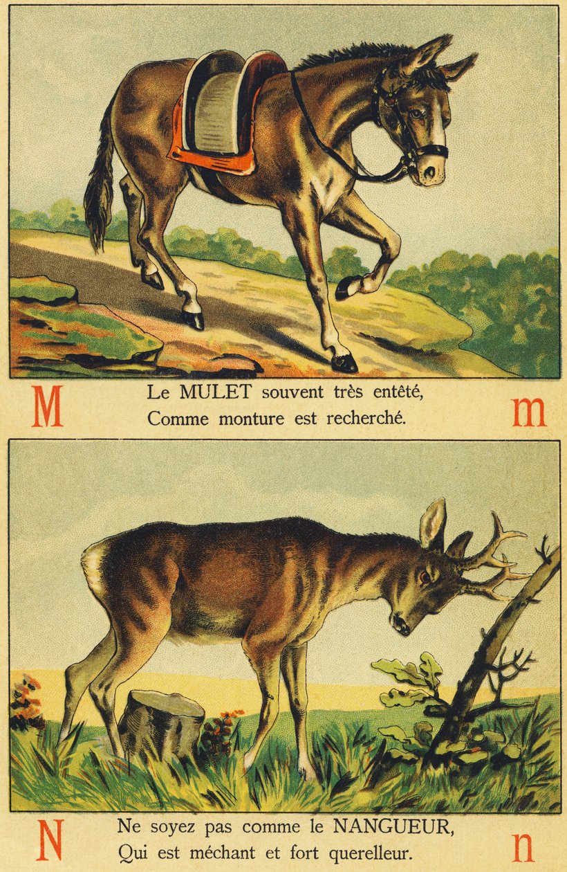 M as Mulet and N as Nangueur by French School