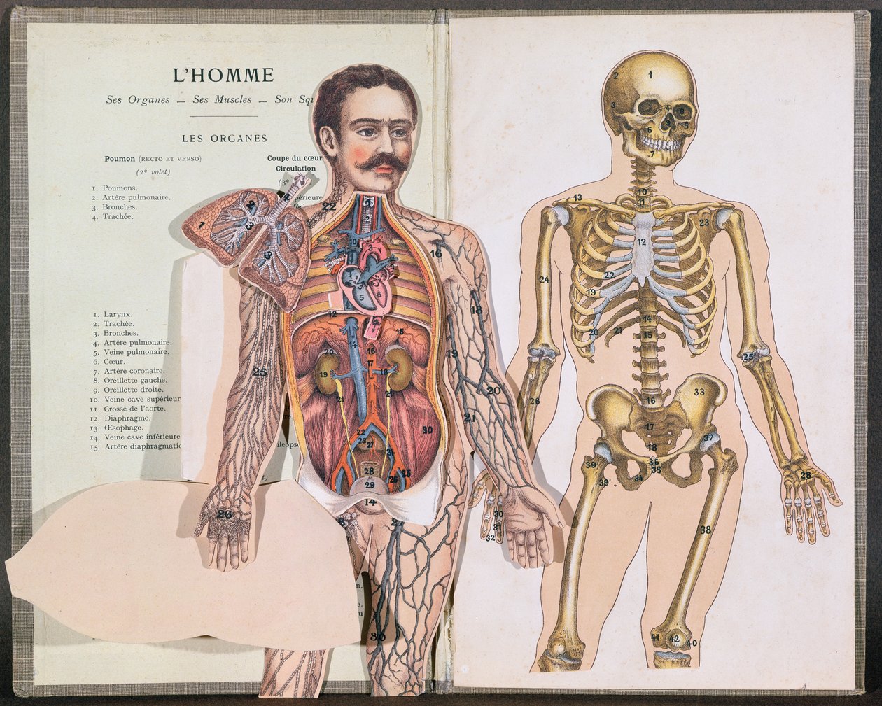 Man, his Organs, his Muscles and his Skeleton, from Anatomie Elementaire by Dr. Lelievre by French School