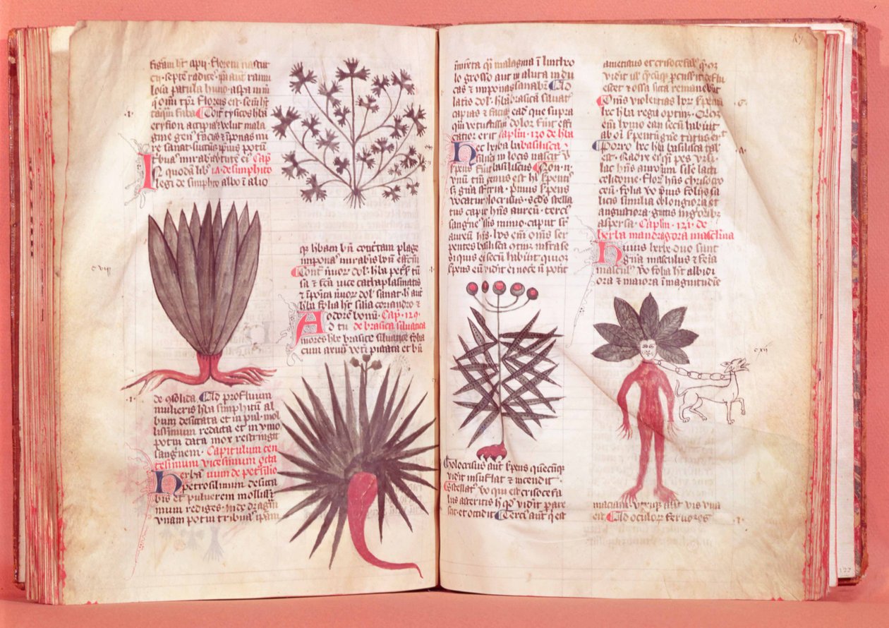 Mandrake, from a treaty by Dioscorides by French School