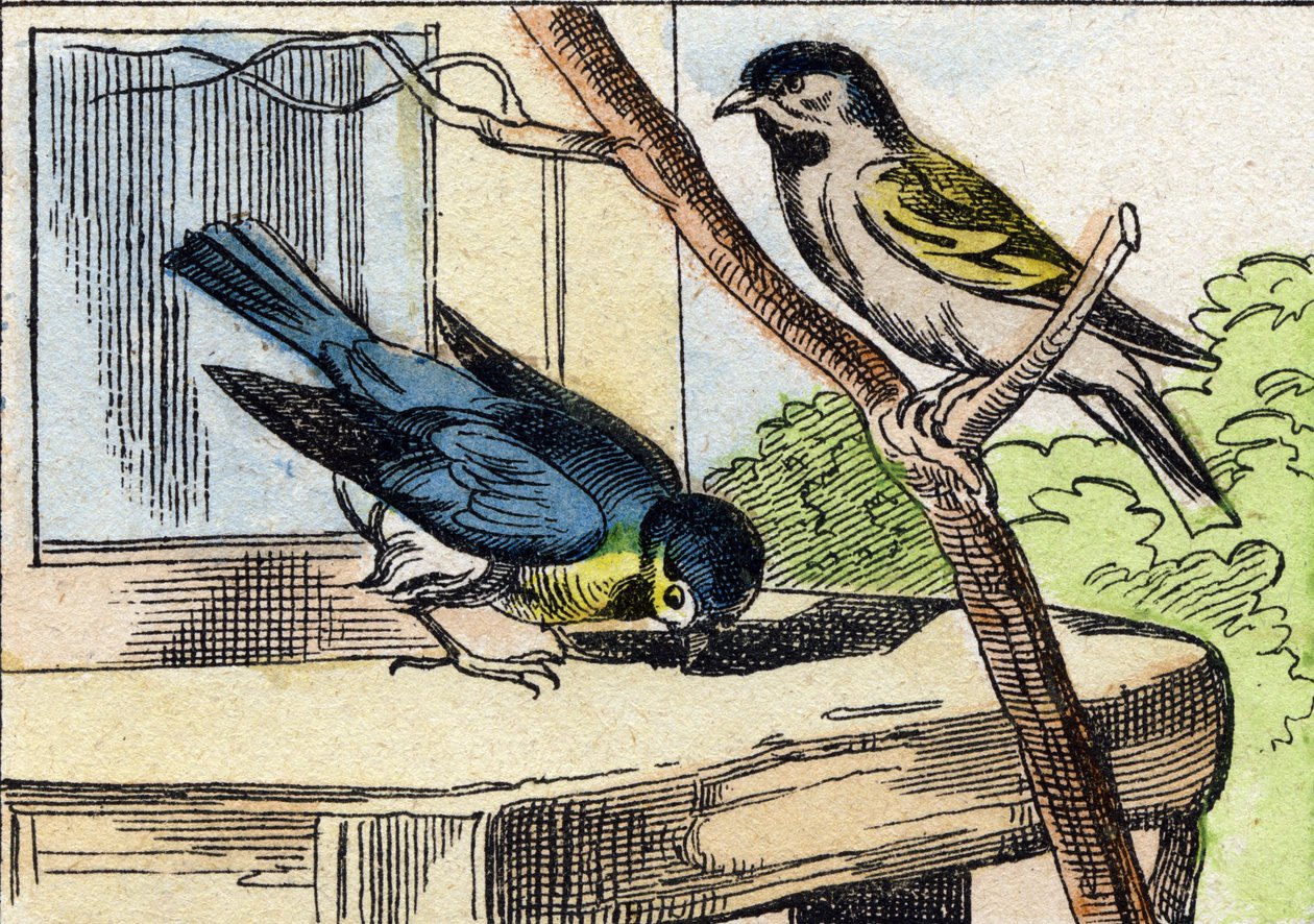 Titmouse (Engraving in "Buffon Alphabet des Oiseaux n 1") by French School