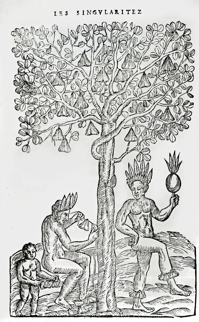 Nana Fuit, Medicinal Plant, from Singularities of France Antarctique, by Andre de Thevet, 1558 by French School