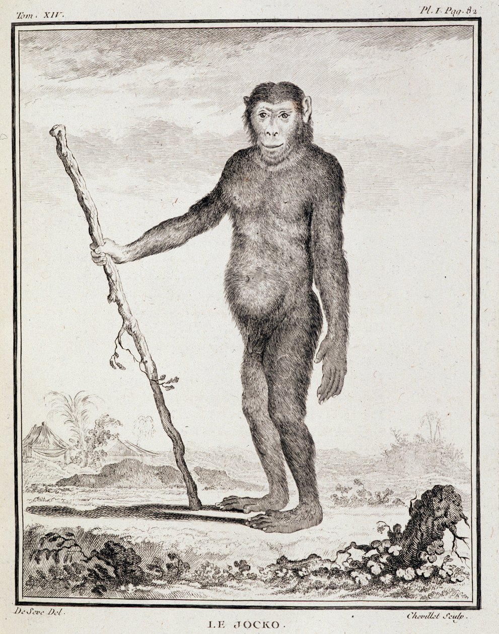Natural History Plate: The Jocko - in 