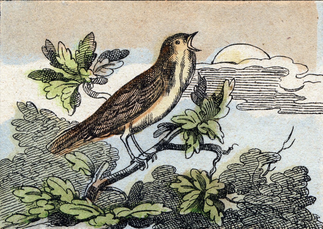 Nightingale (Engraving in "Buffon Alphabet des Oiseaux n 1") by French School