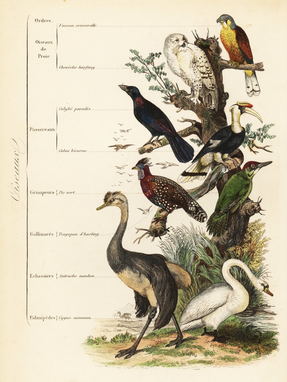 Orders of Birds by French School