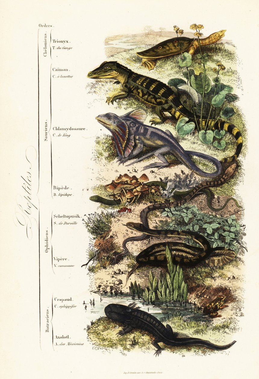 Orders of Reptiles by French School