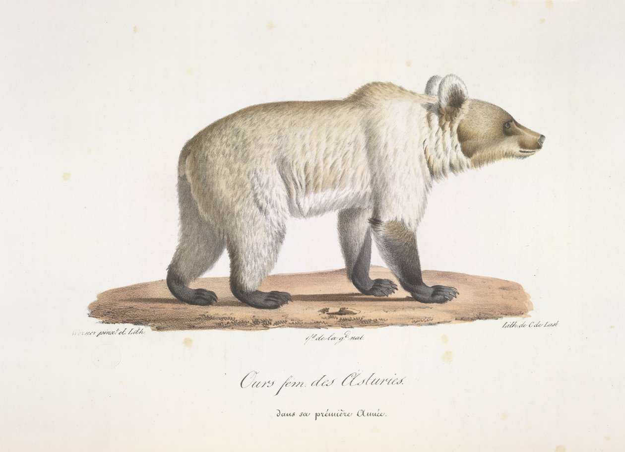 Female Spanish Brown Bear, from Histoire Naturelle des Mammifères by French School
