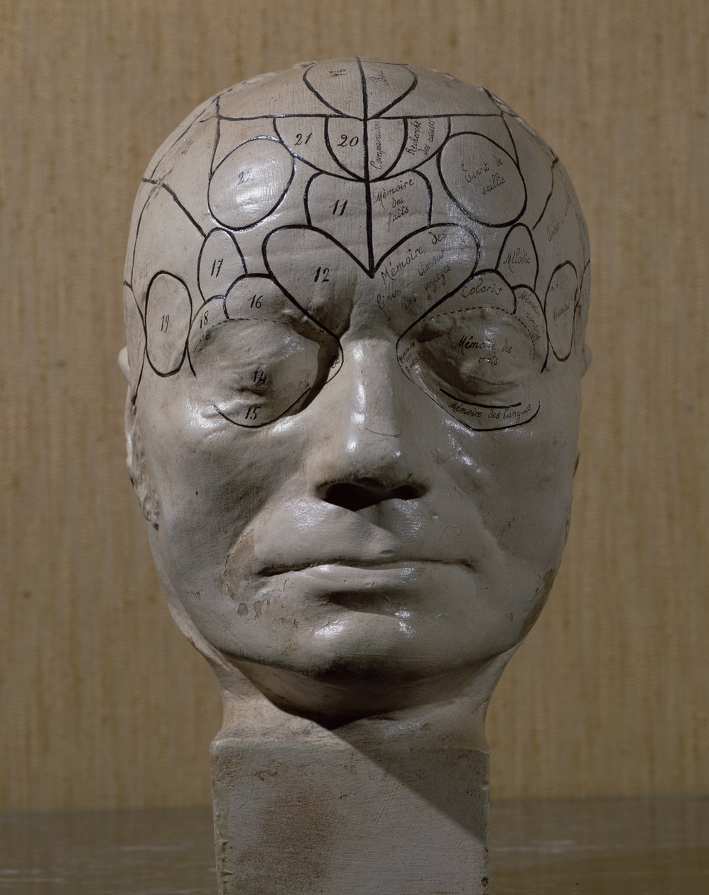 Phrenological Head by Jean Martin Charcot by French School