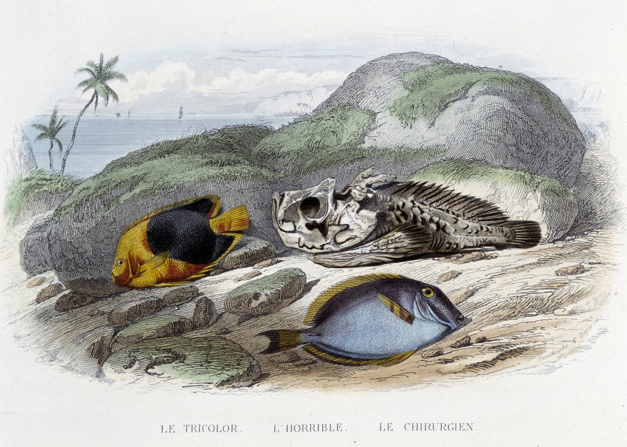 Pisces: The Tricolor, the Horrible, and the Surgeonfish - in “Natural History” by Lacépède, ed. Furne, Paris by French School