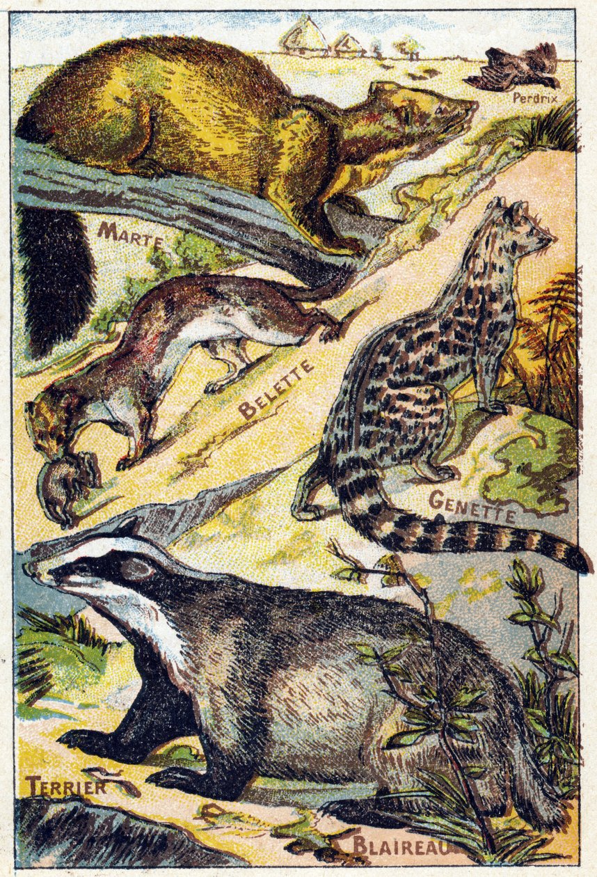 Plate 1: Partridge, Marten, Weasel, Genet, Badger, Terrier (Engraving in "Syllabary alphabet all kinds of beets") by French School